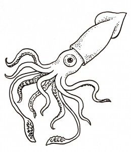 Giant Squid Coloring Page