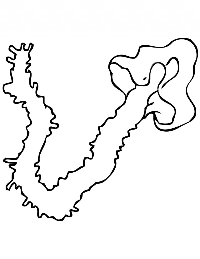 640x828 Giant Squid Coloring Page Animals Gif 264422 Giant Squid Coloring