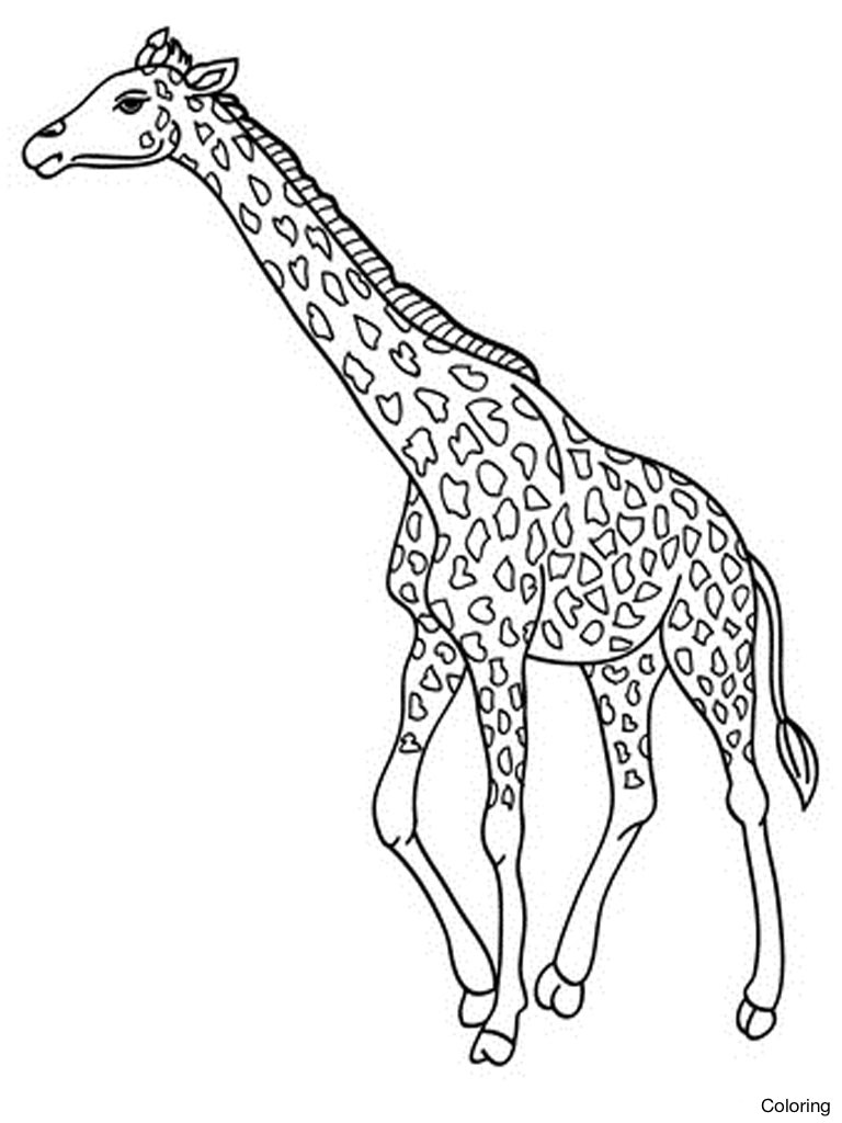 768x1024 Giraffe Coloring Page 01 Church Crafts Beautiful Sheets