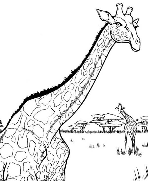 Giraffe Coloring Pages