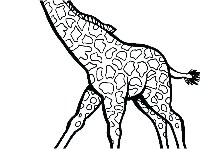 827x609 Giraffes Coloring Pages Giraffes Coloring Pages Giraffes Coloring