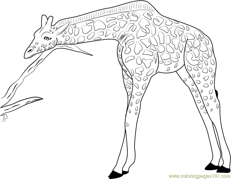 800x621 Coloring Pages Of Giraffes Realistic Giraffe Coloring Page