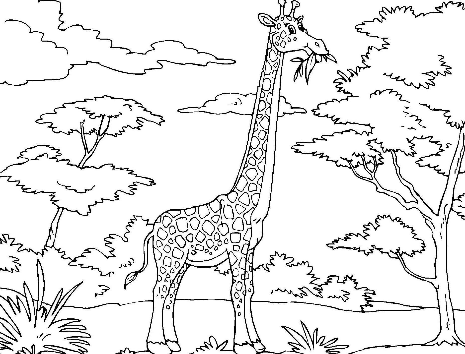 1866x1422 Cool Giraffe Coloring For Kids Giraffe Coloring Page Giraffe