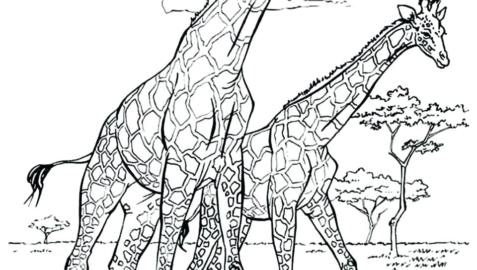 Giraffe Coloring Pages Cartoon Giraffe Coloring Pages Zoo Giraffe 960x544 Giraffe Coloring Pages Cartoon Giraffe Coloring Pages Zoo Giraffe