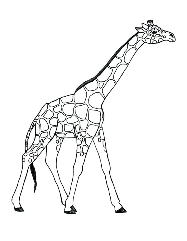 Giraffes Coloring Pages Awesome Giraffe Coloring Page Giraffe 600x773 Giraffes Coloring Pages Awesome Giraffe Coloring Page Giraffe