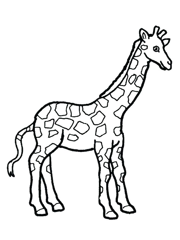 Giraffes Coloring Pages Giraffes Coloring Pages Giraffes Coloring 718x957 Giraffes Coloring Pages Giraffes Coloring Pages Giraffes Coloring