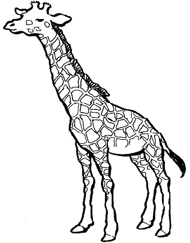 Giraffe Color Page Giraffes Coloring Pages Giraffe Coloring Page 650x830 Giraffe Color Page Giraffes Coloring Pages Giraffe Coloring Page