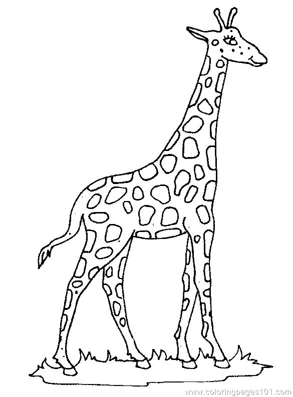 Giraffe Coloring Page Baby Giraffe Coloring Page Giraffe Colouring 585x794 Giraffe Coloring Page Baby Giraffe Coloring Page Giraffe Colouring
