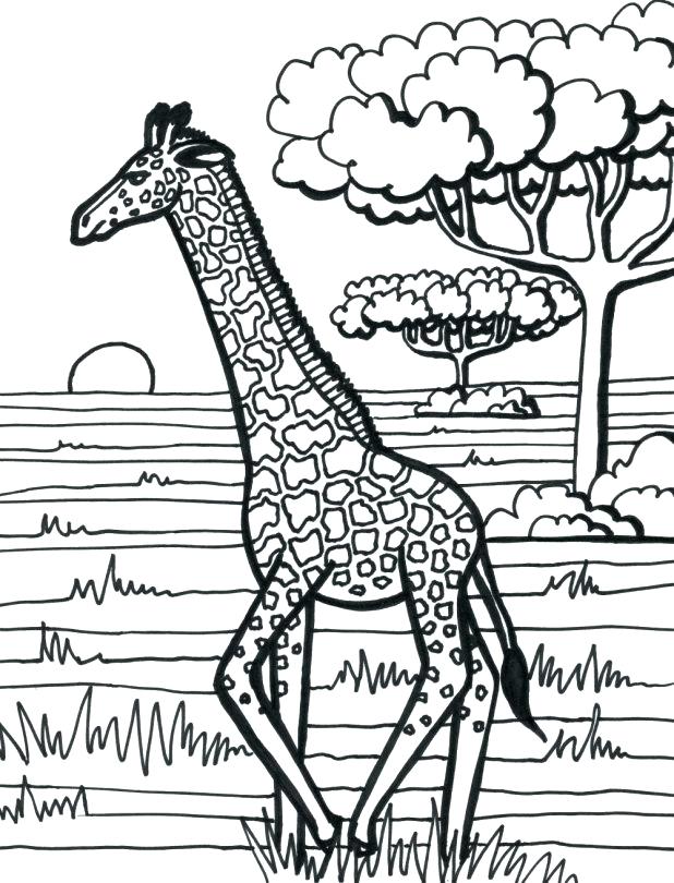 Giraffe Coloring Page Giraffe Coloring Pages A Preschool Giraffe 618x810 Giraffe Coloring Page Giraffe Coloring Pages A Preschool Giraffe