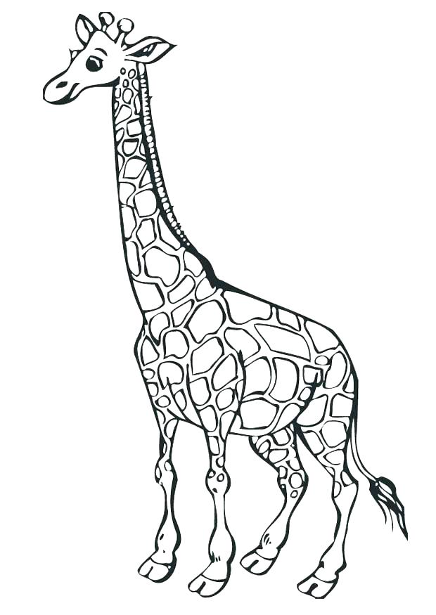 620x875 Giraffe Color Page Coloring Page Giraffes Color Picture