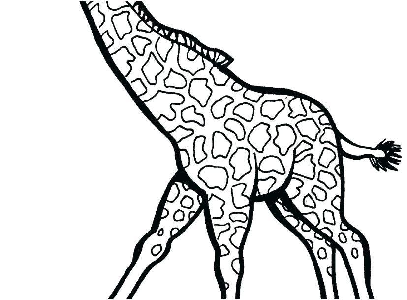 827x609 Coloring Pages Giraffe Impair.co