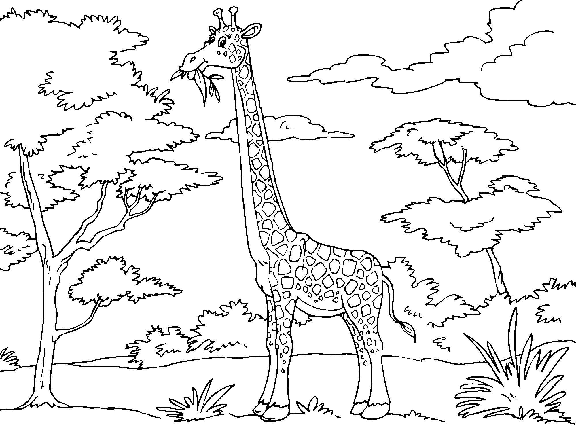 2000x1500 Baby Giraffe Coloring Page To Print