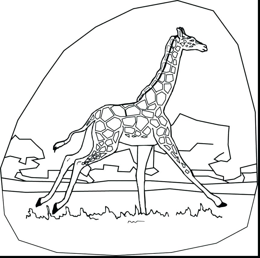 863x856 Printable Giraffe Coloring Pages For Free Download Giraffe
