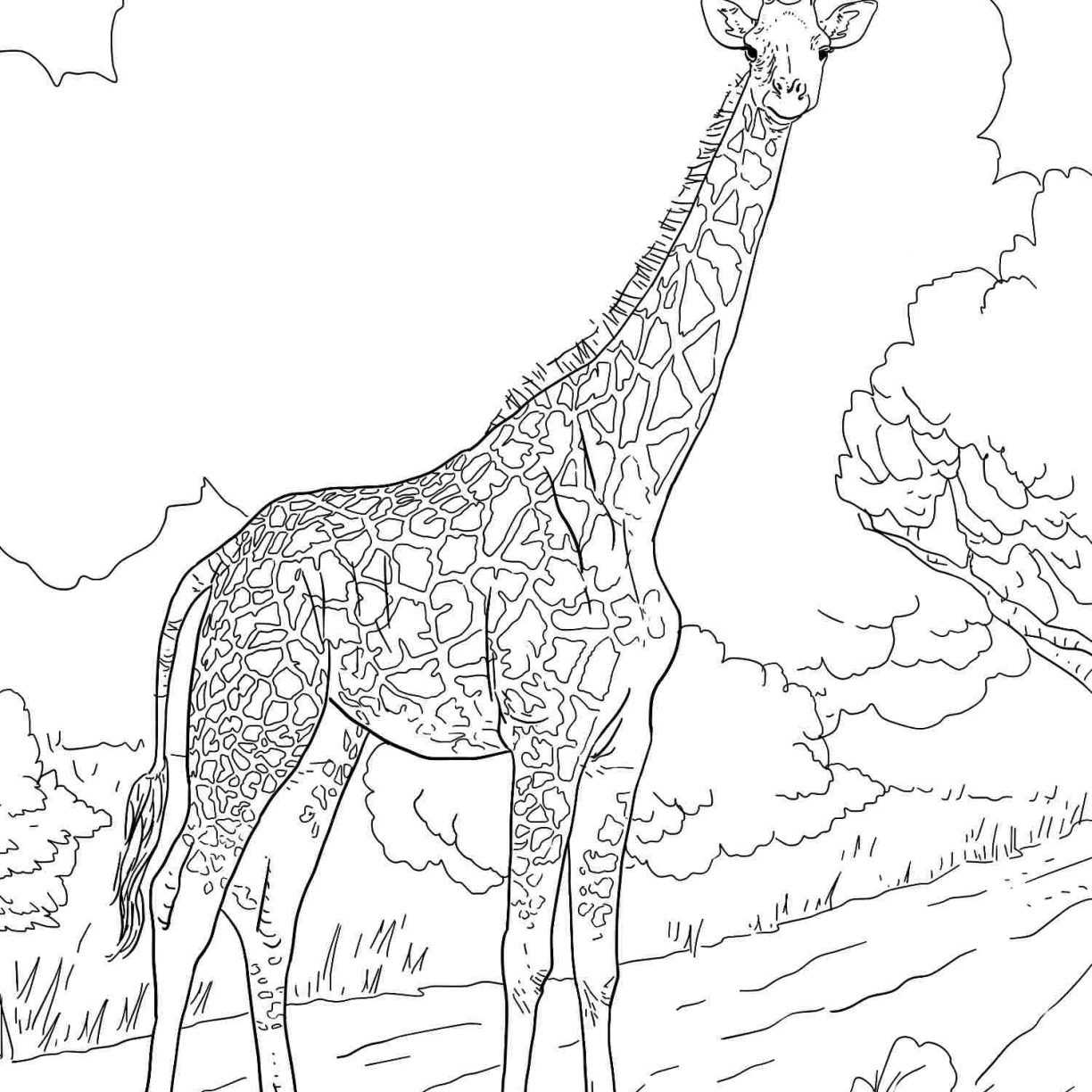 1224x1224 Baby Giraffe Coloring Pages Printable Color Colouring Cute Best