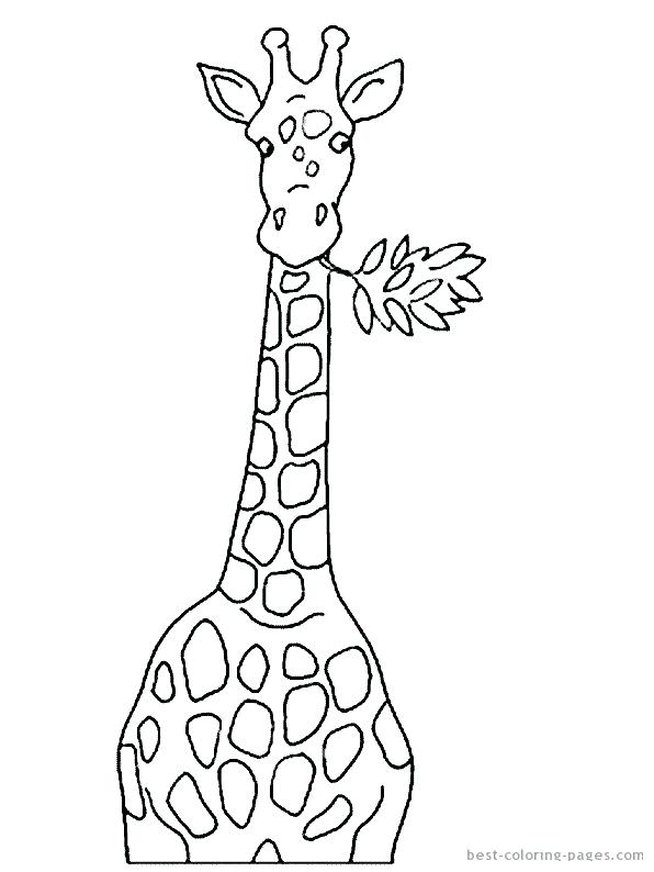 596x794 Line Drawing Of A Giraffe By How To Draw Giraffe Print