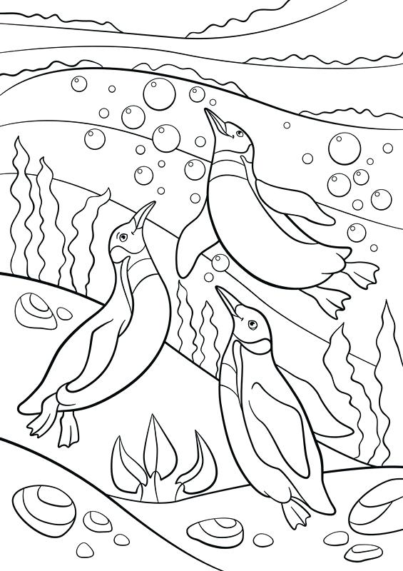 565x800 Swimming Coloring Pages Coloring Pages Three Little Cute Penguins