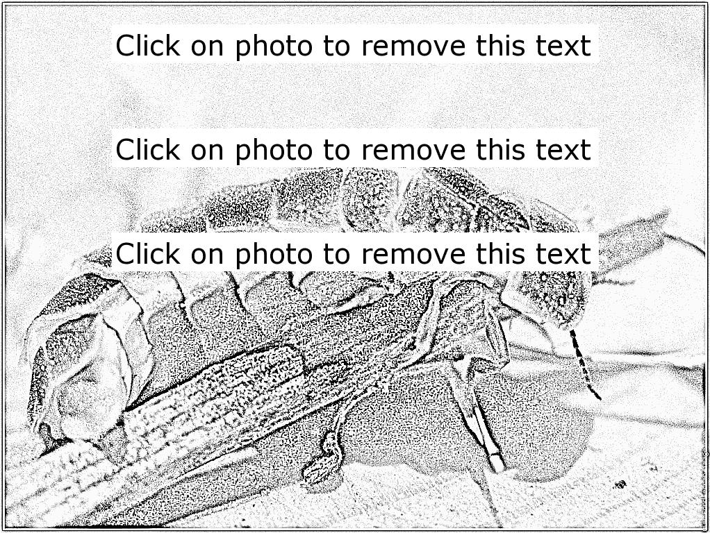 Glowworm Or Lampyris Noctiluca Coloring Pages 1022x768 Glowworm Or Lampyris Noctiluca Coloring Pages