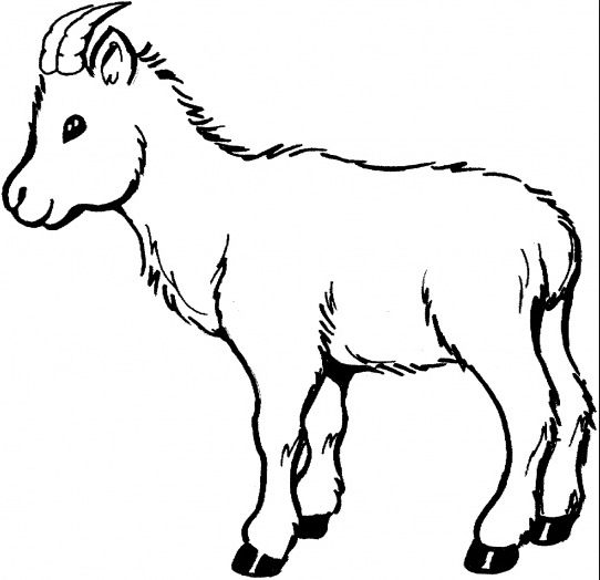 Baby Goat Coloring Page Amp Coloring Book 542x524 Baby Goat Coloring Page Amp Coloring Book