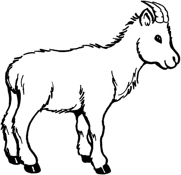 Wildlife Of Goat Coloring Pages Color Luna 600x581 Wildlife Of Goat Coloring Pages Color Luna