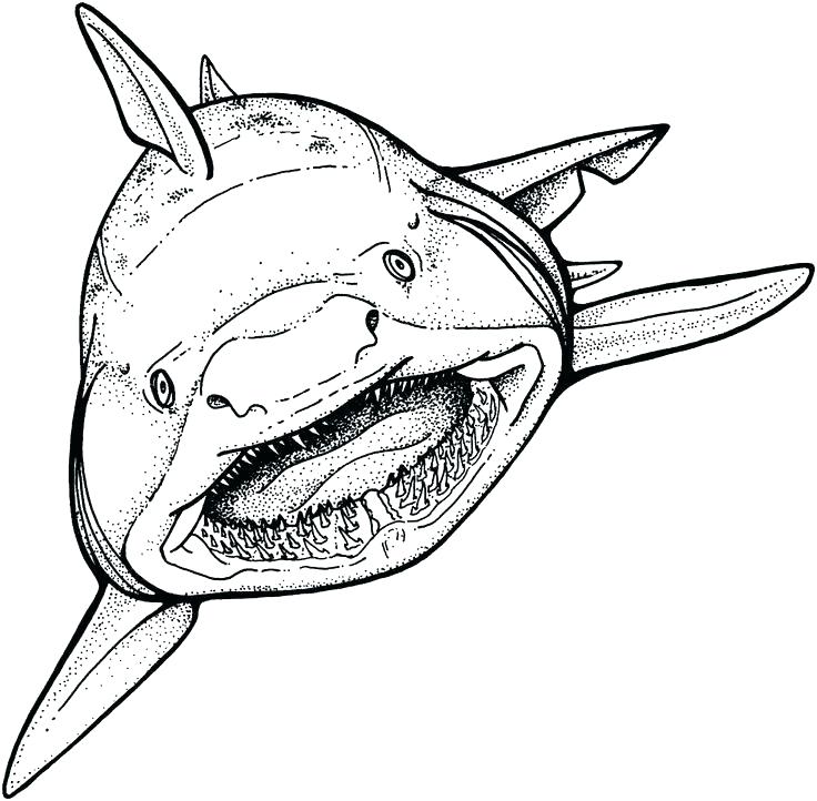 736x722 Coloring Pages Shark Coloring Pages Shark Coloring Pages Shark
