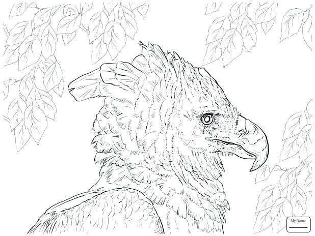 Golden Eagle Coloring Page at GetColorings.com | Free printable