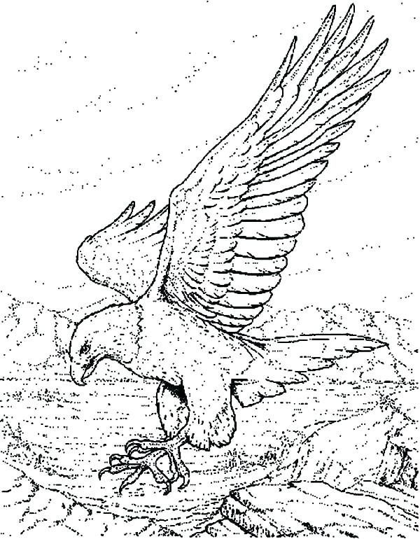 Golden Eagle Coloring Page at GetColorings.com | Free printable