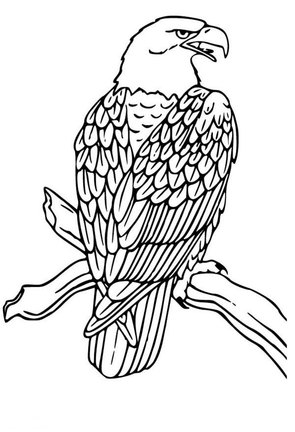 600x879 Bald Eagle Coloring Page Luxury Free Coloring Pages Of Golden