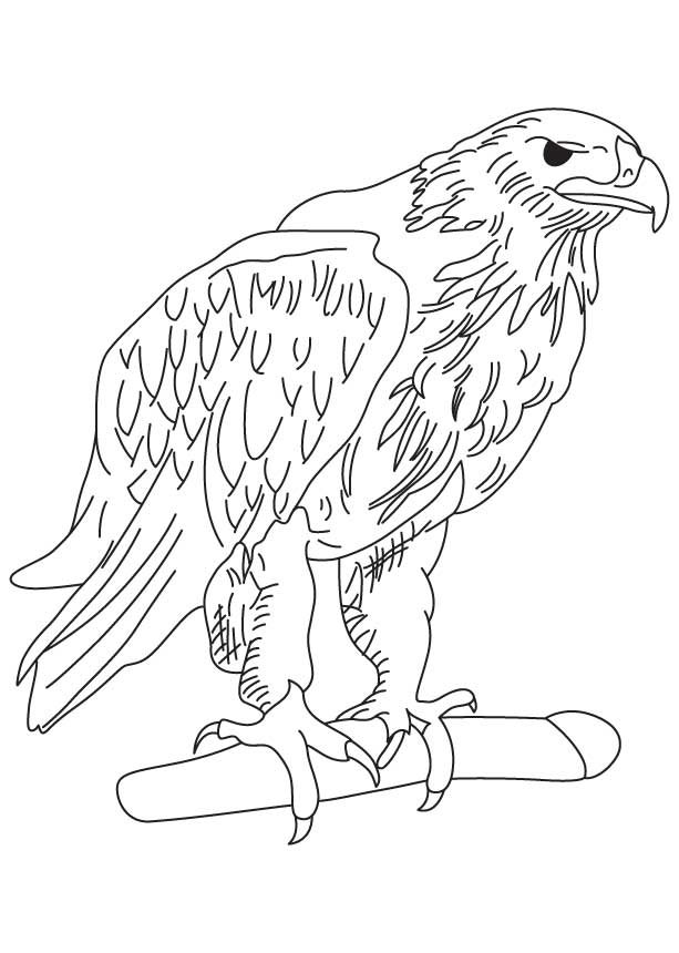 613x860 Golden Eagle Coloring Pages