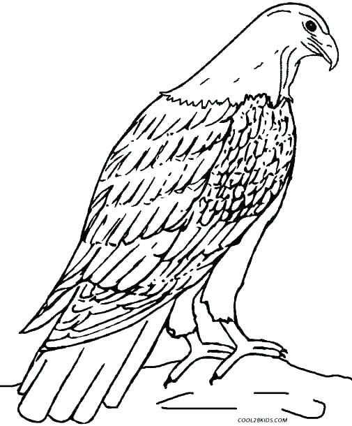 505x610 Golden Eagle Coloring Pages Printable Coloring Harpy Eagle