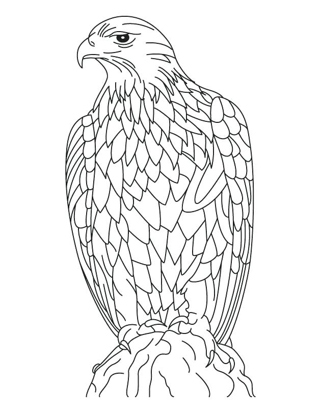 630x810 Bald Eagle Coloring Page Silent Golden Eagle Coloring Page Bald