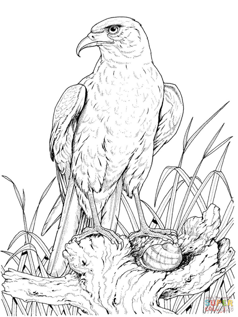 765x1020 Perched Golden Eagle Coloring Page Free Printable Coloring Pages