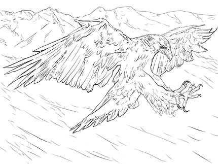 430x323 Click To See Printable Version Of Golden Eagle Attacks Coloring