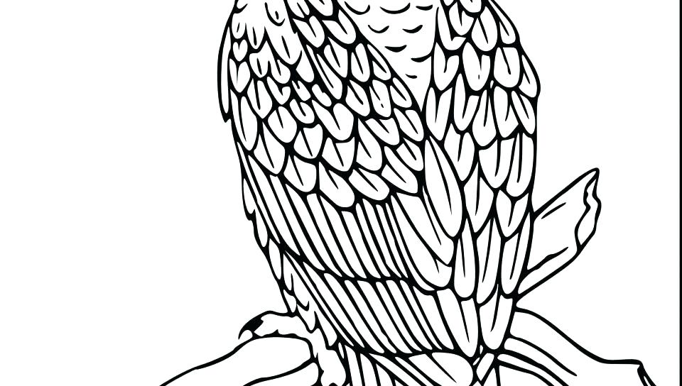 960x544 Coloring Pages Of Birds Animal Bald Eagle Coloring Pages Birds