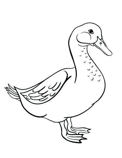 392x507 Goose Coloring Page Snow Goose Coloring Page Best Pages