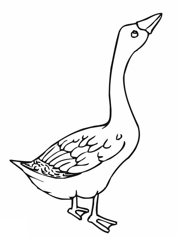 600x800 Angry Goose Coloring Page