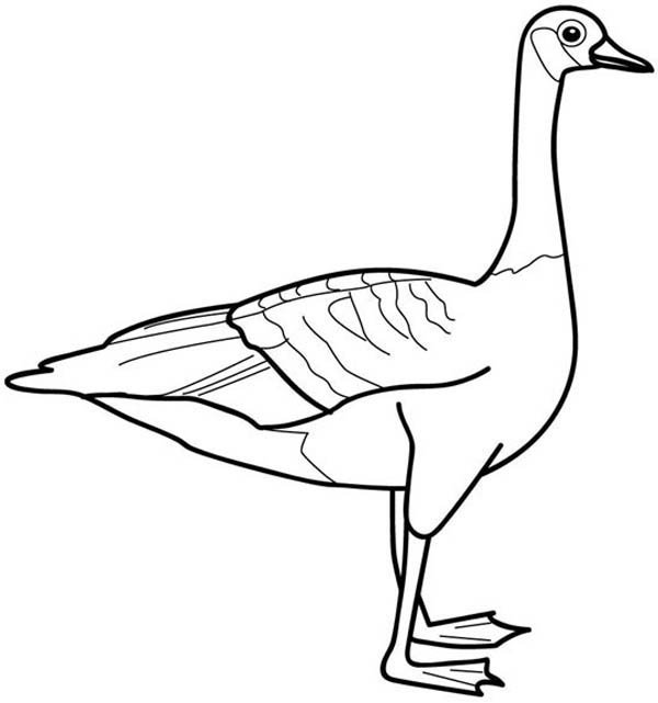600x641 Picture Of Goose Coloring Page