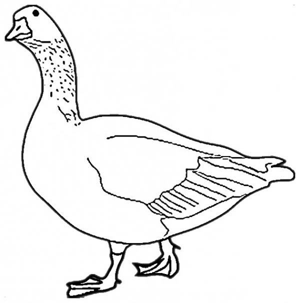 600x606 Beautiful Goose Coloring Page