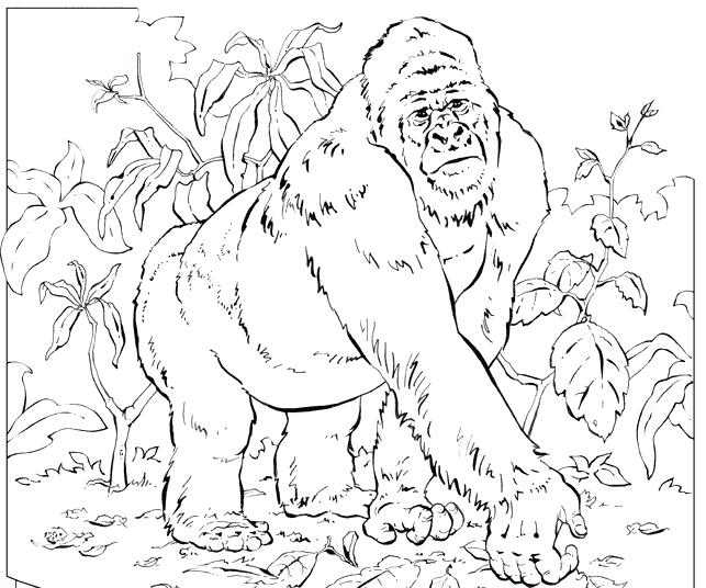 643x536 Gorilla Coloring Page Mountain Gorilla Coloring Pages Coloring