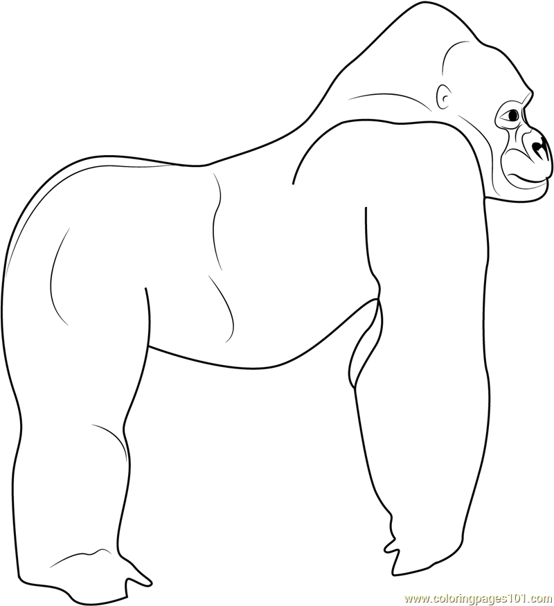 800x875 Standing Gorilla Coloring Page