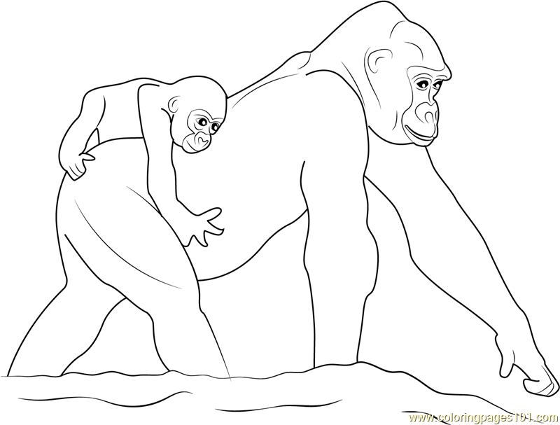 800x607 Coloring Page Gorilla 9