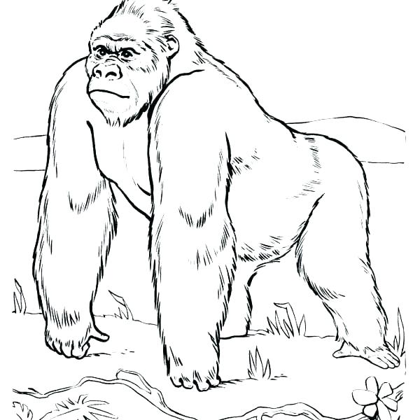 600x600 Gorilla Coloring Pages Free Printable Gorilla Coloring Pages Site