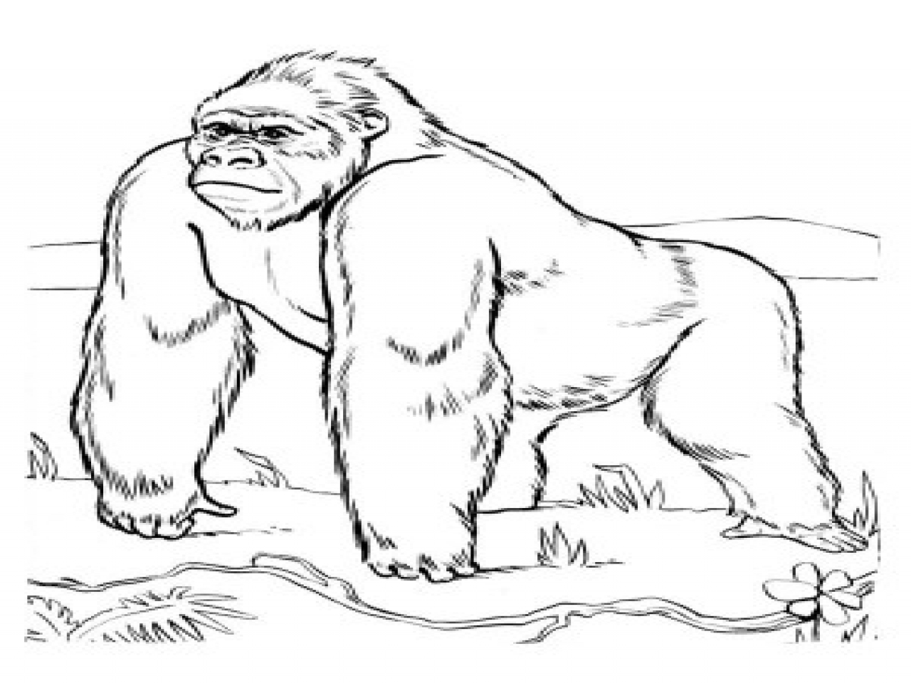 1280x960 Gorilla Coloring Pages General Zoos Page Printable