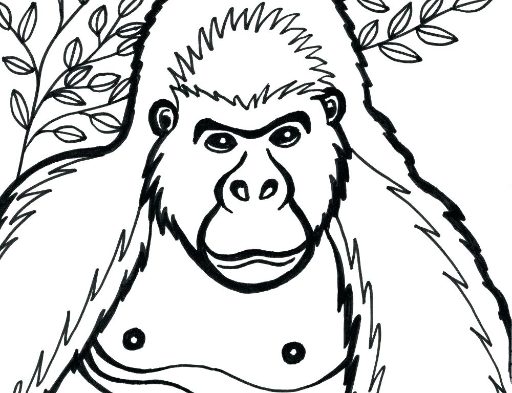 1000x768 Gorilla Coloring Pages Gorilla Coloring Pages Coloring Site
