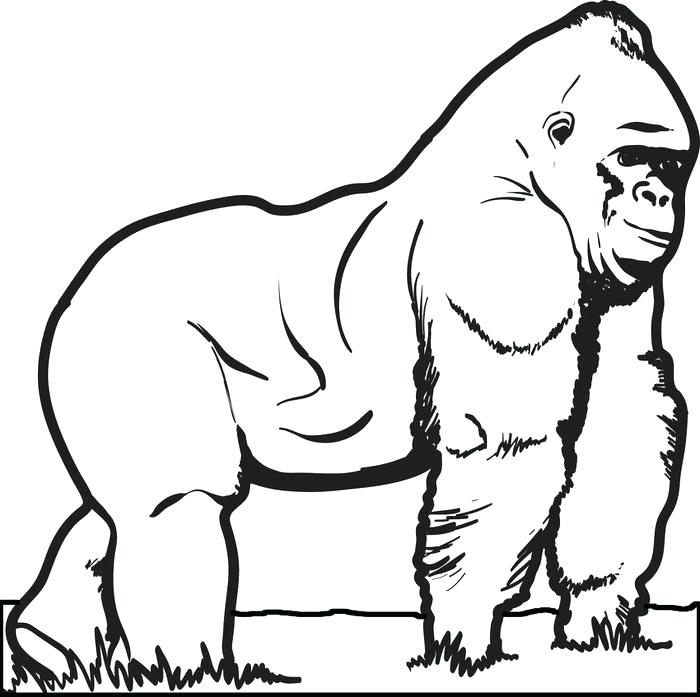700x697 Gorilla Coloring Pictures Free Printable Gorilla Coloring Page