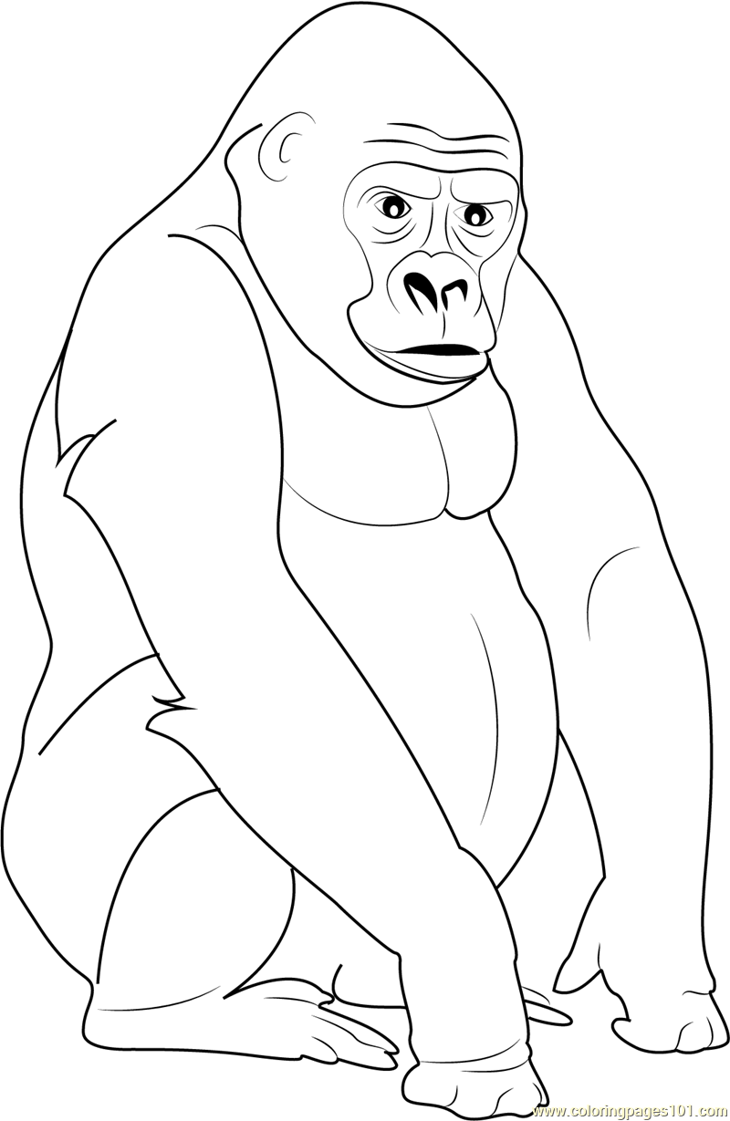 800x1229 Silverback Gorilla Coloring Page