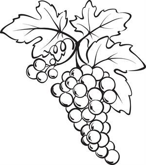 300x339 Bunch Of Grapes Coloring Page Food Theme