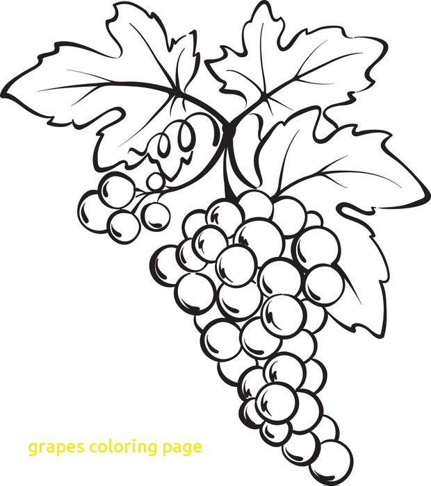 Grapes Coloring Page With Free Printable Bunch Of Grapes Coloring 620x700 Grapes Coloring Page With Free Printable Bunch Of Grapes Coloring