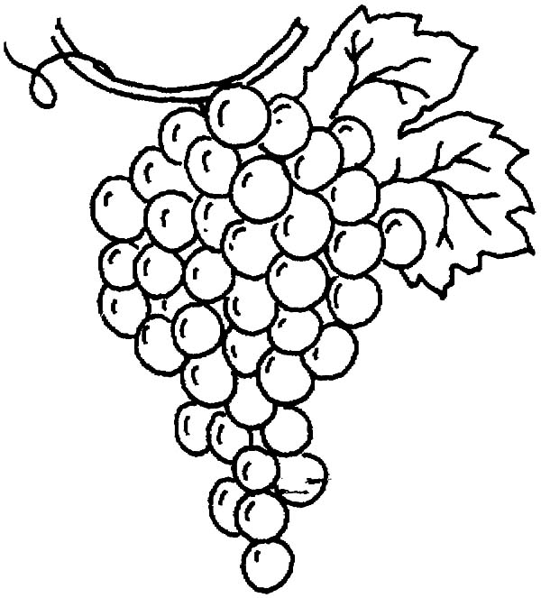 Drawing Grapes Coloring Pages Color Luna 600x663 Drawing Grapes Coloring Pages Color Luna