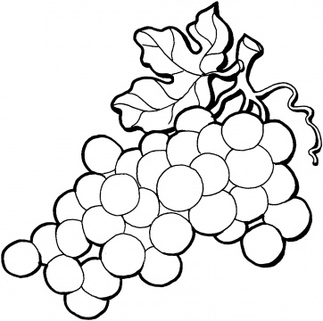 Grapes Coloring Page 362x360 Grapes Coloring Page