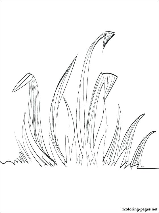 Grasshopper Coloring Pages Grass Coloring Pages Plus Grass 560x750 Grasshopper Coloring Pages Grass Coloring Pages Plus Grass